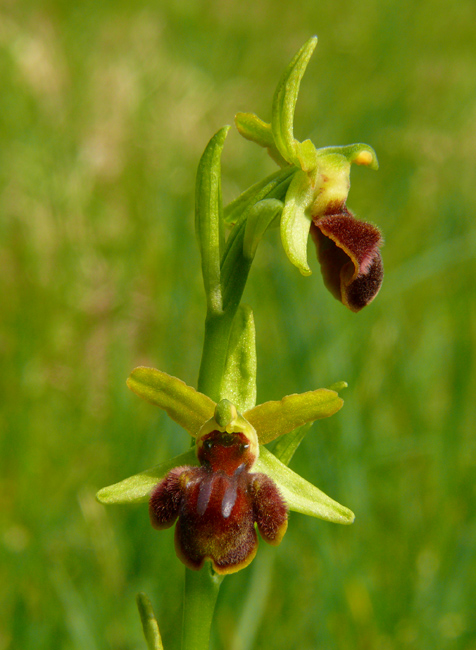 Ophrys sphegodes - variabilit